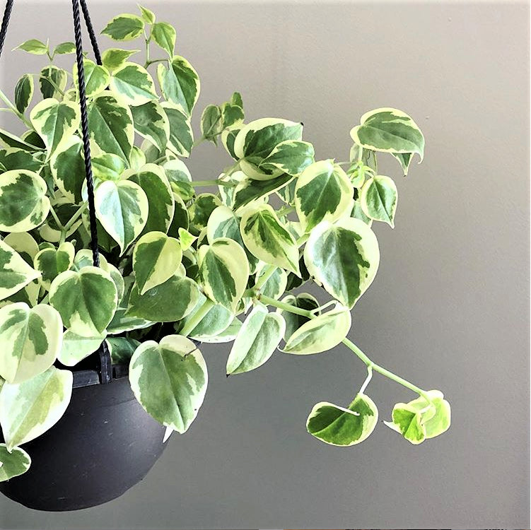 Peperomia Variegated Cupid (Peperomia scandens variegata )