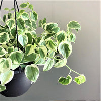 Peperomia Variegated Cupid (Peperomia scandens variegata )