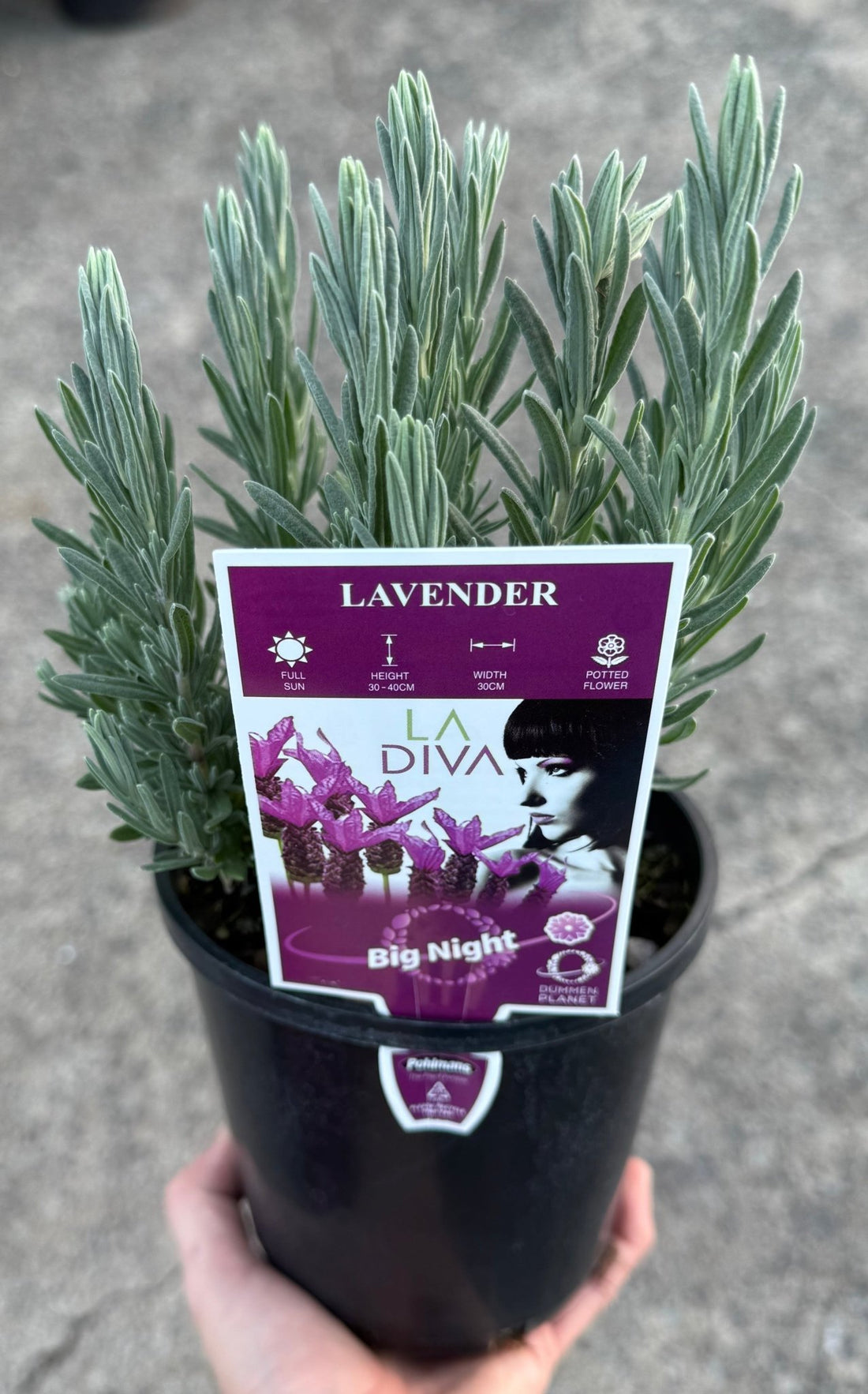 Lavender - LaDiva Big Night (Lavandula) - Ladybird Nursery