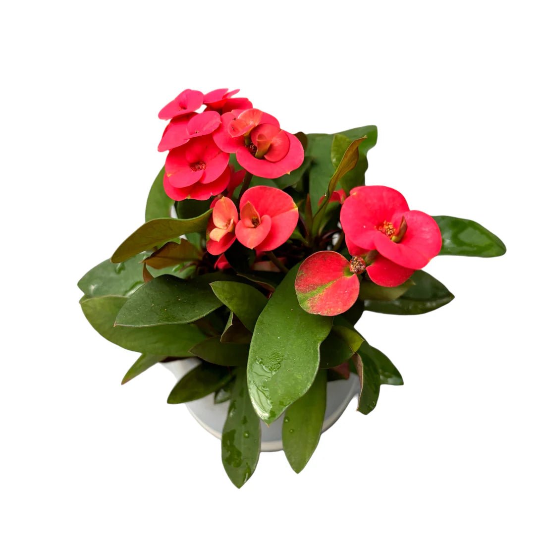 Hestia Crown of Thorns (Euphorbia milii) - Ladybird Nursery