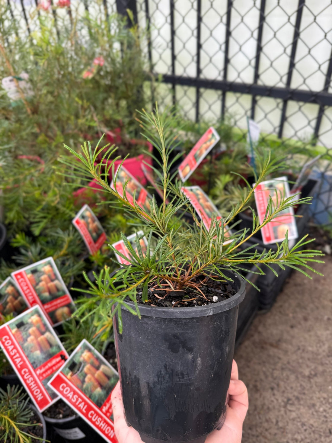 Dwarf Banksia 'Coastal Cushion' (Banksia spinulosa) - Ladybird Nursery