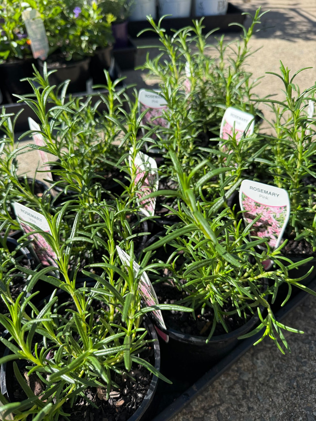 Rosemary 'Pink Remembrance'