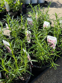 Rosemary 'Pink Remembrance'