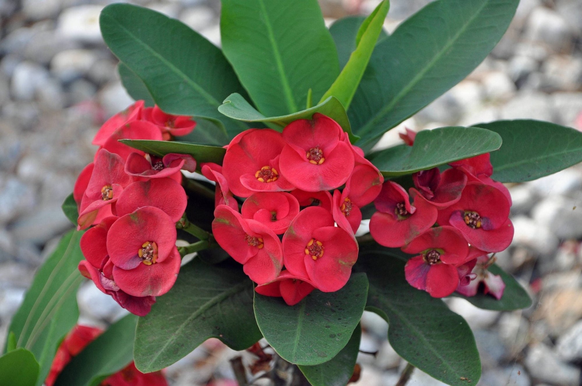 Crown of Thorns (Euphorbia milii) - Ladybird Nursery