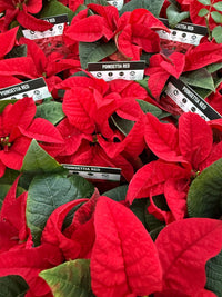 Poinsettia 'Red' (Euphorbia pulcherrima) - Ladybird Nursery