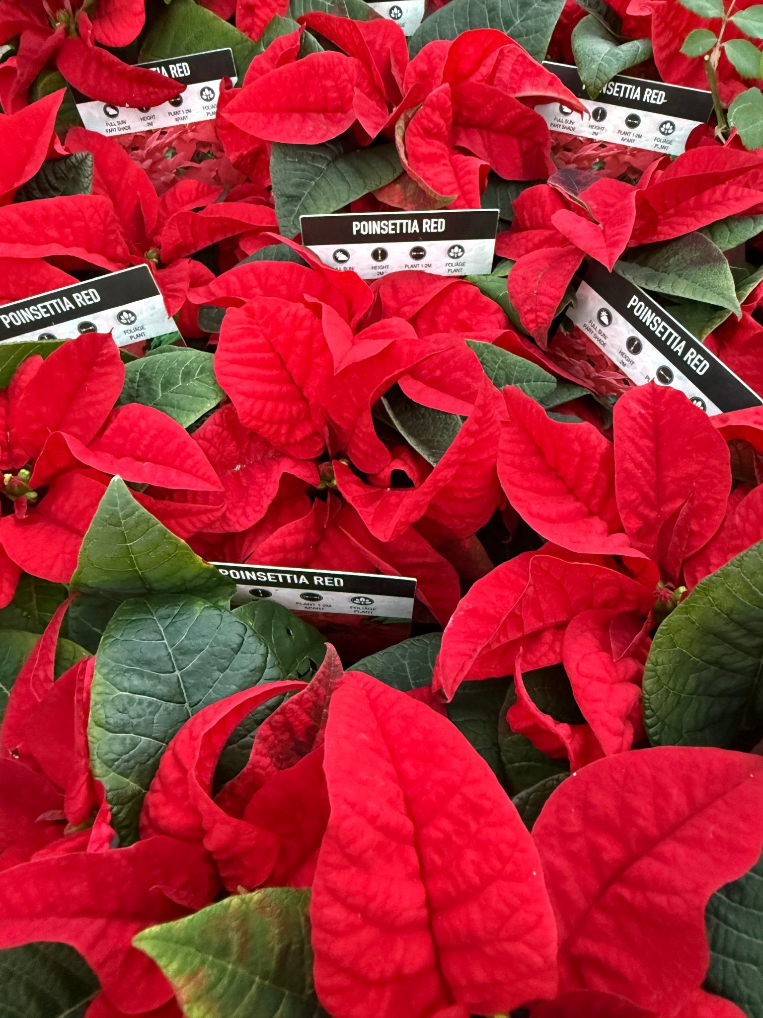 Poinsettia 'Red' (Euphorbia pulcherrima) - Ladybird Nursery