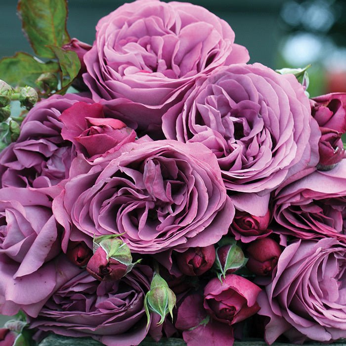 Rose Fragrant Plum 2 ft Standards (Rosa) - Ladybird Nursery