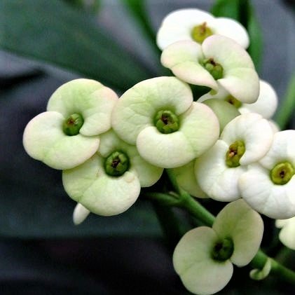 Hermes Crown of Thorns (Euphorbia milii) - Ladybird Nursery