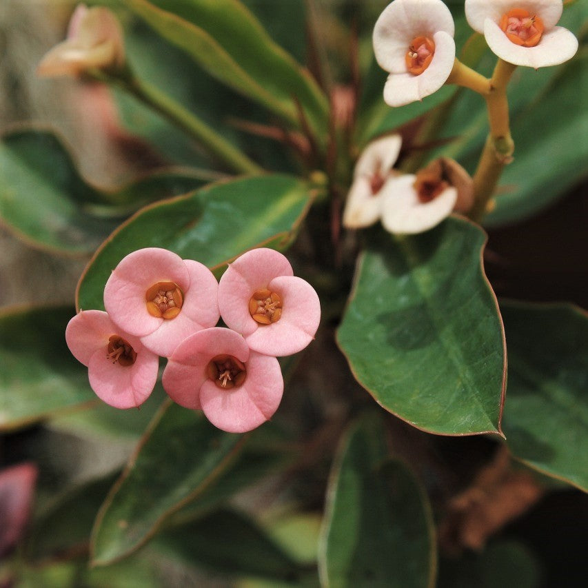 Venus Crown of Thorns (Euphorbia milii)