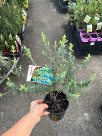 Lemon - scented Darwinia (Citriodora) - Ladybird Nursery