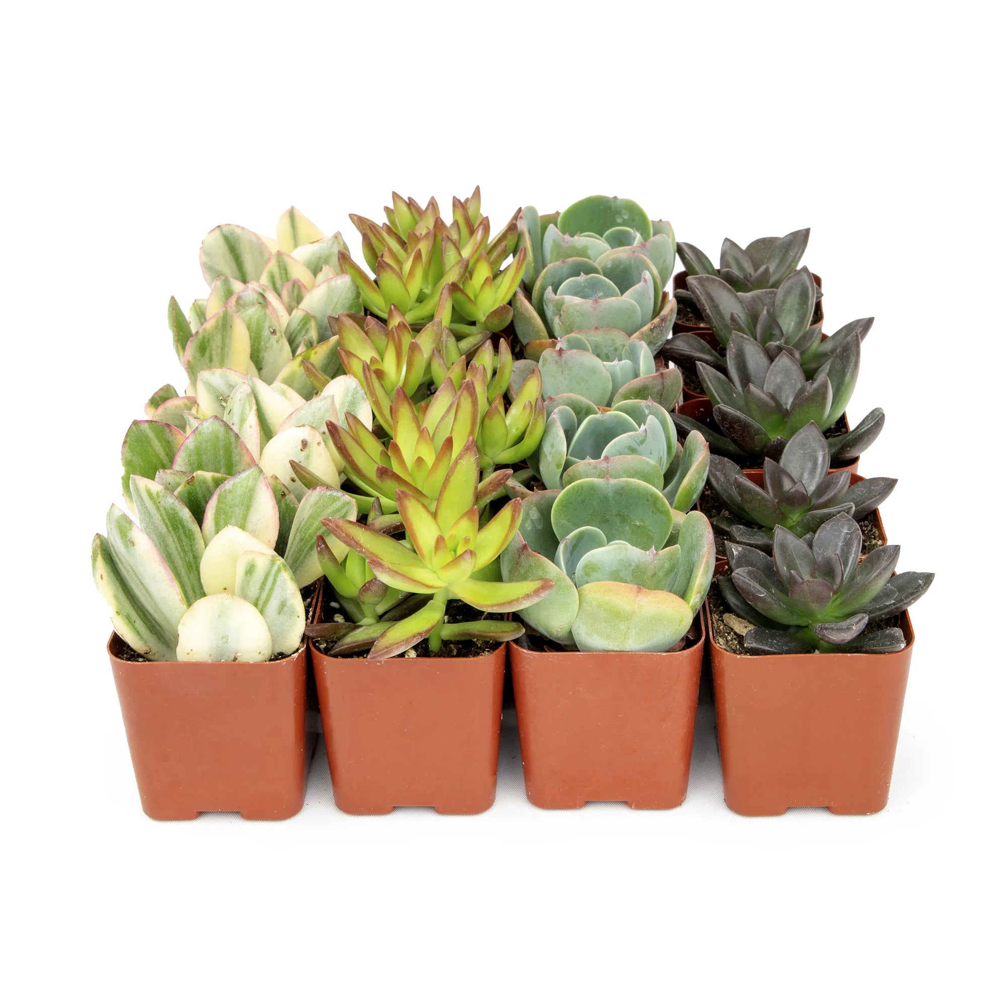 Assorted Succulents (Succulents spp.) - Ladybird Nursery