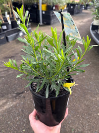 Emu Bush 'aurea' (Eremophila maculata) - Ladybird Nursery