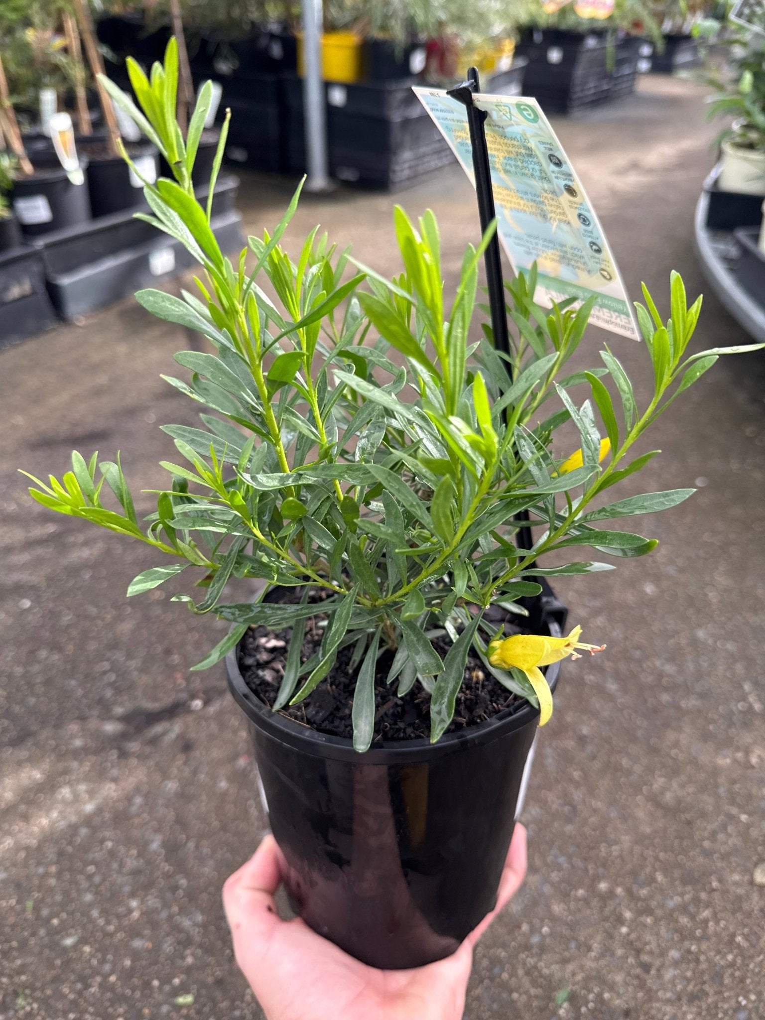 Emu Bush 'aurea' (Eremophila maculata) - Ladybird Nursery