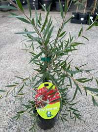 Bottlebrush 'Four Seasons' (Callistemon) - Ladybird Nursery