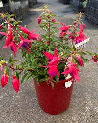 Fuchsia 'Electric Lights' - Ladybird Nursery