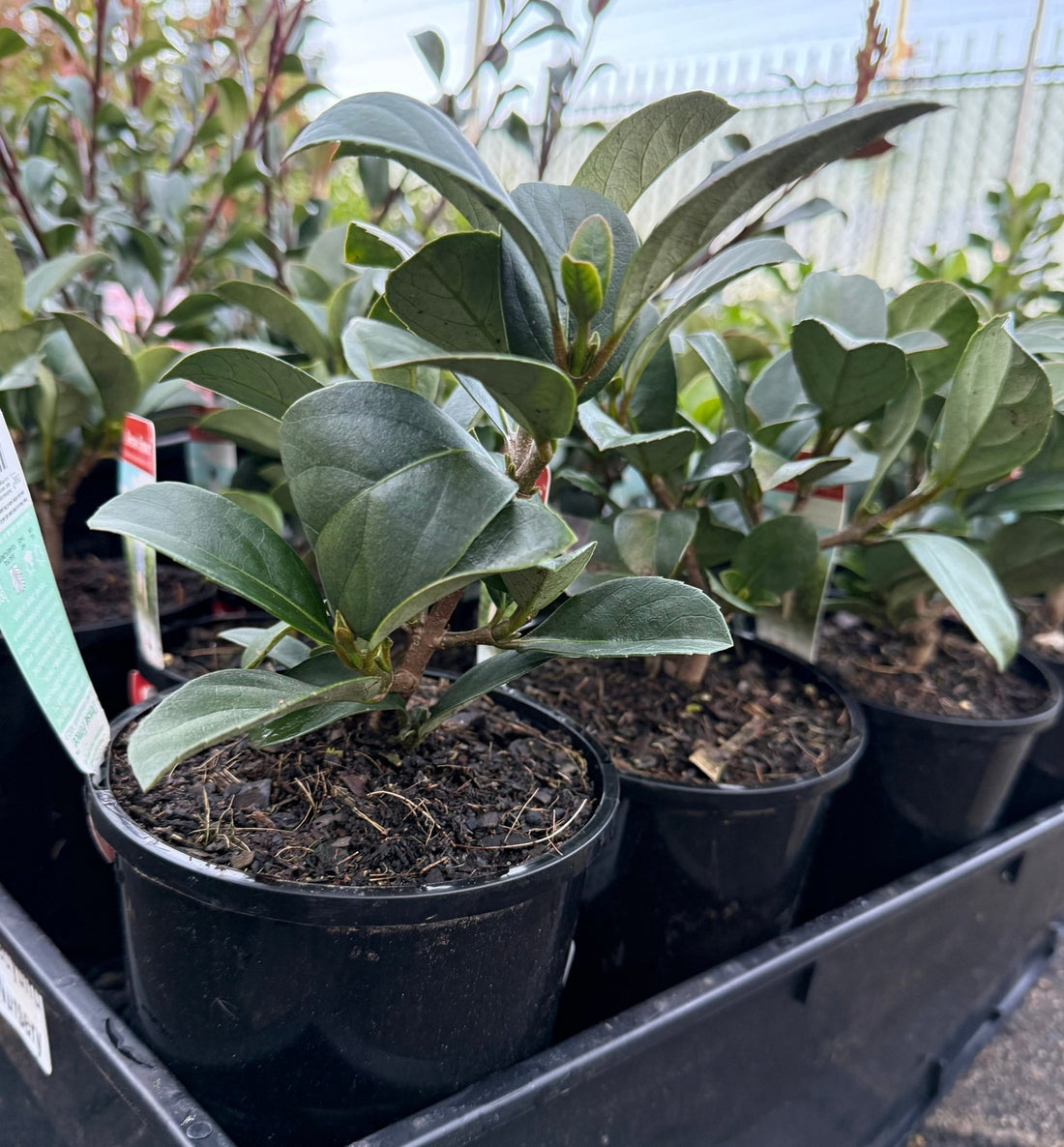 Sweet Viburnum 'Dense Fence' (Viburnum odoratissimum) - Ladybird Nursery