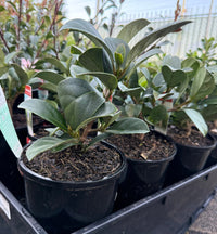 Sweet Viburnum 'Dense Fence' (Viburnum odoratissimum) - Ladybird Nursery