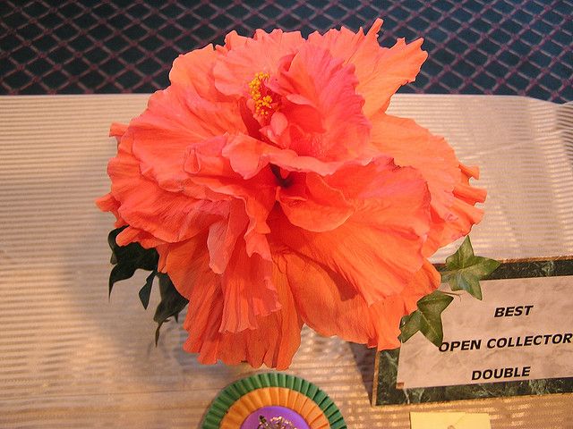 Hibiscus Hollys Pride (Hibiscus rosa - sinensis) - Ladybird Nursery