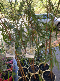 Weeping Paperbark Fine Leaf (Melaleuca leucadendra) - Ladybird Nursery