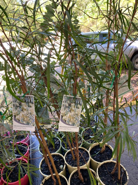 Weeping Paperbark Fine Leaf (Melaleuca leucadendra) - Ladybird Nursery