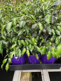 Midnight Petite Weeping Fig (Ficus benjamina) - Ladybird Nursery