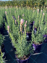 Lavender - Fairy Wings Whimsical (Lavandula pedunculata)