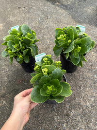 Kalanchoe 'Menzel White' (Kalanchoe calandiva) - Ladybird Nursery