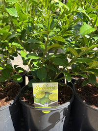 Dwarf Lime 'Sublime' (QLD Only) - Ladybird Nursery