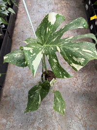 Monstera 'Thai Constellation' 140mm Pot - Ladybird Nursery