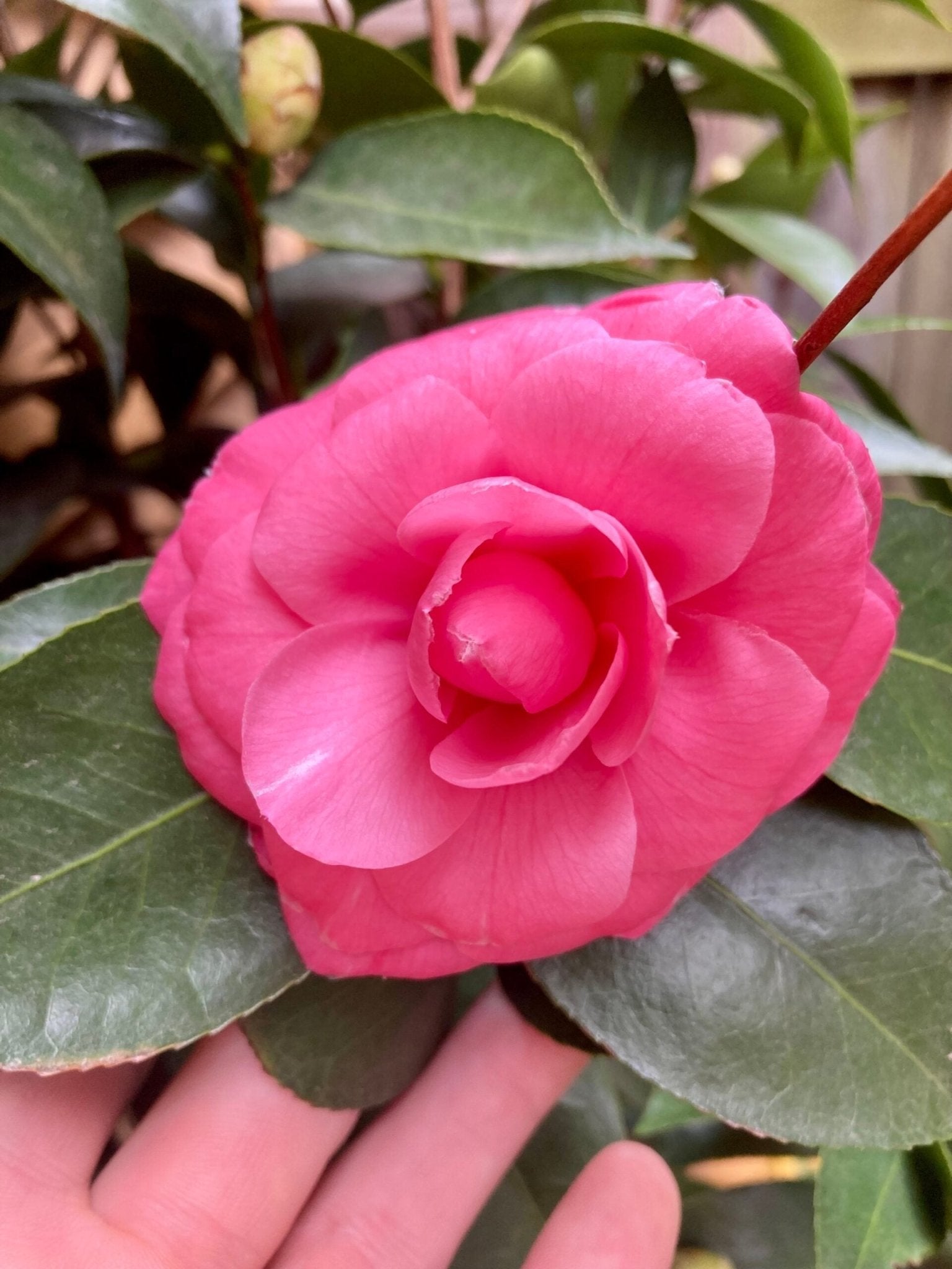 Camellia Carters Sunburst (Camellia japonica) - Ladybird Nursery