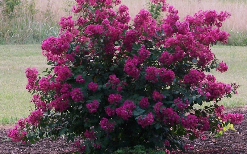 Crepe Myrtle Dwarf Mauve (Lagerstroemia indica)