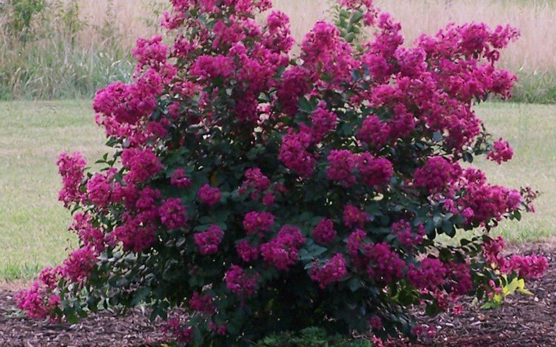 Crepe Myrtle Dwarf Mauve (Lagerstroemia indica) - Ladybird Nursery