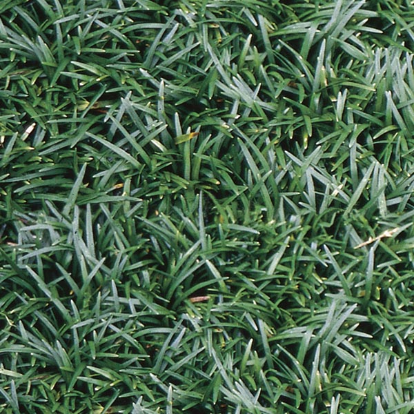 Dwarf Mondo Grass Nana (Ophiopogon japonicus)