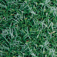 Dwarf Mondo Grass Nana (Ophiopogon japonicus)