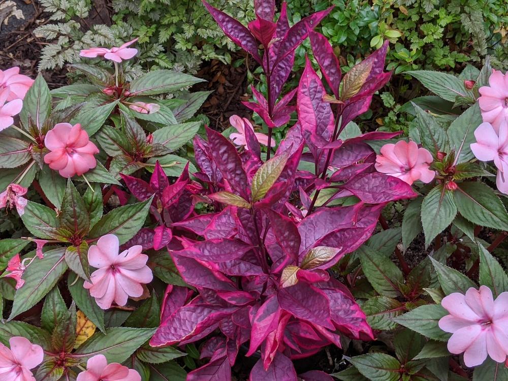 Brazilian Red Hots Alternanthera™ (Alternanthera dentata)