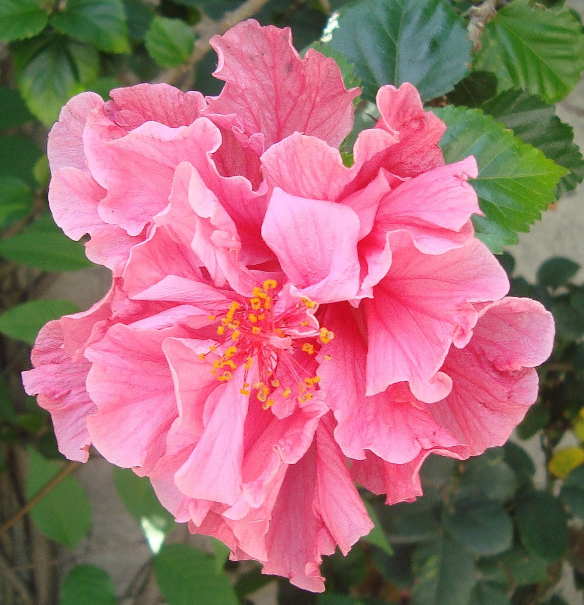 Chinese Hibiscus Powder Puff (Hibiscus rosa-sinensis)
