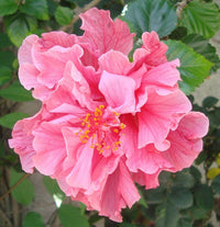 Hibiscus Powder Puff (Hibiscus rosa - sinensis) - Ladybird Nursery