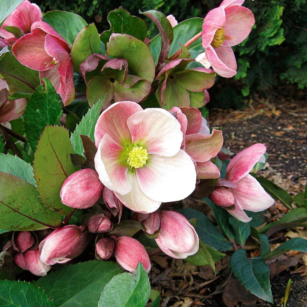 Hellebore Pink Frost (Helleborus ) - Ladybird Nursery