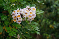 Radermachera yunnanensis - Ladybird Nursery