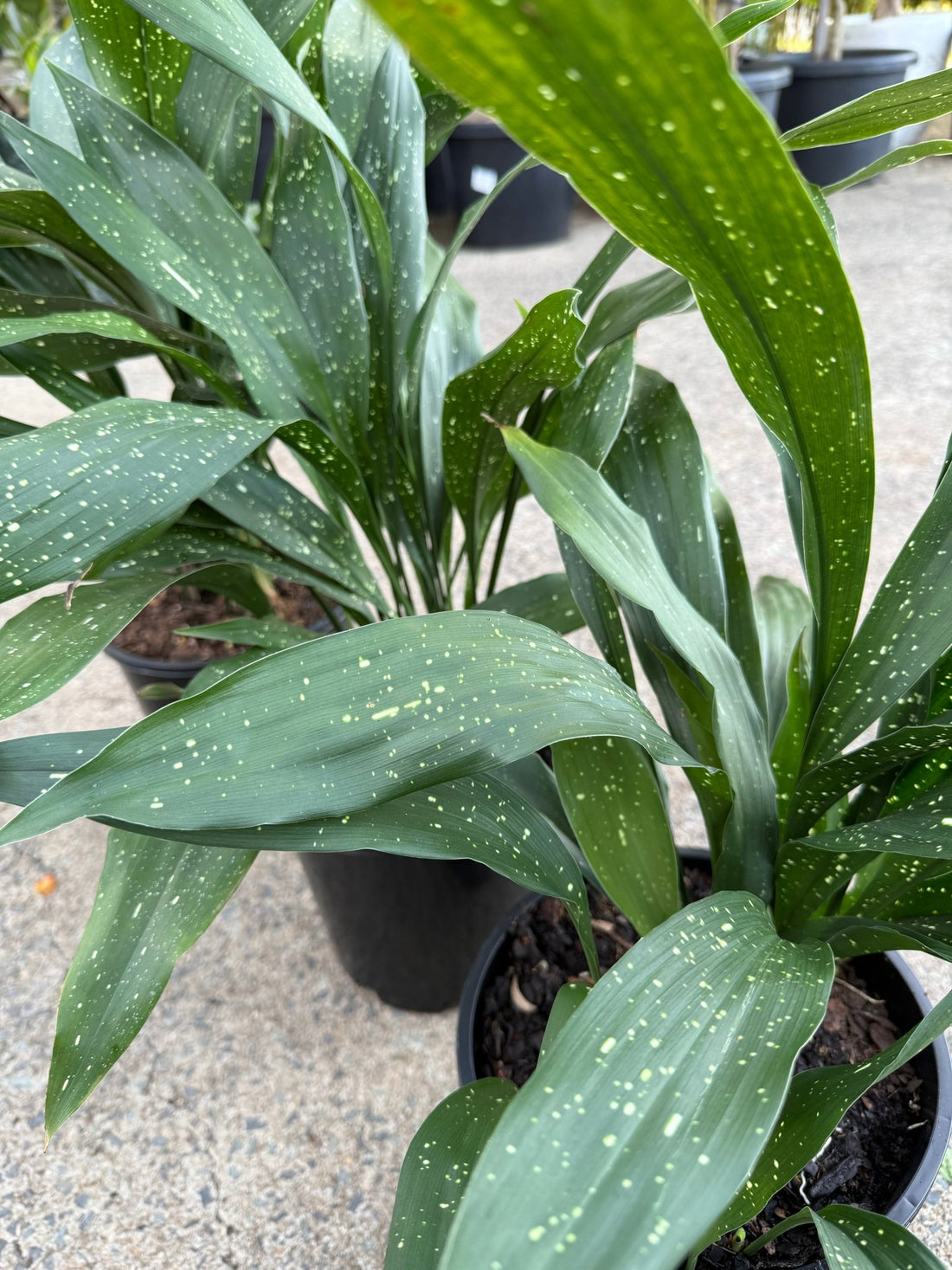 Cast Iron Plant 'Shooting Star' - Large - Ladybird Nursery