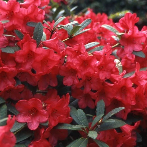 Rhododendron Elizabeth - Ladybird Nursery