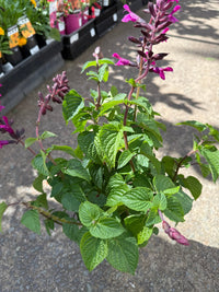 Salvia Unplugged 'So Pink' - Ladybird Nursery