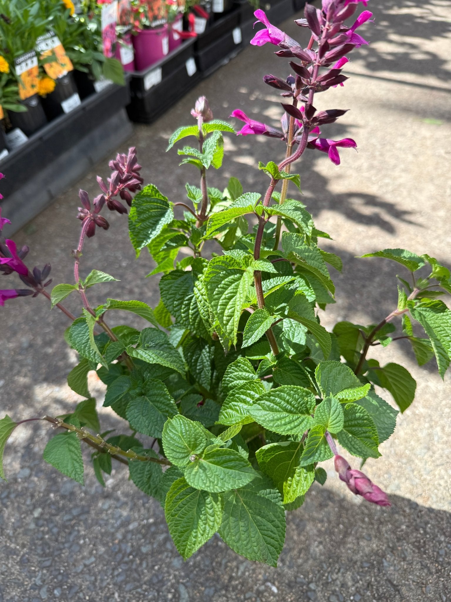 Salvia Unplugged 'So Pink' - Ladybird Nursery