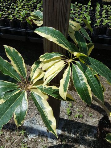Tupidanthus (Schefflera pueckleri) - Ladybird Nursery