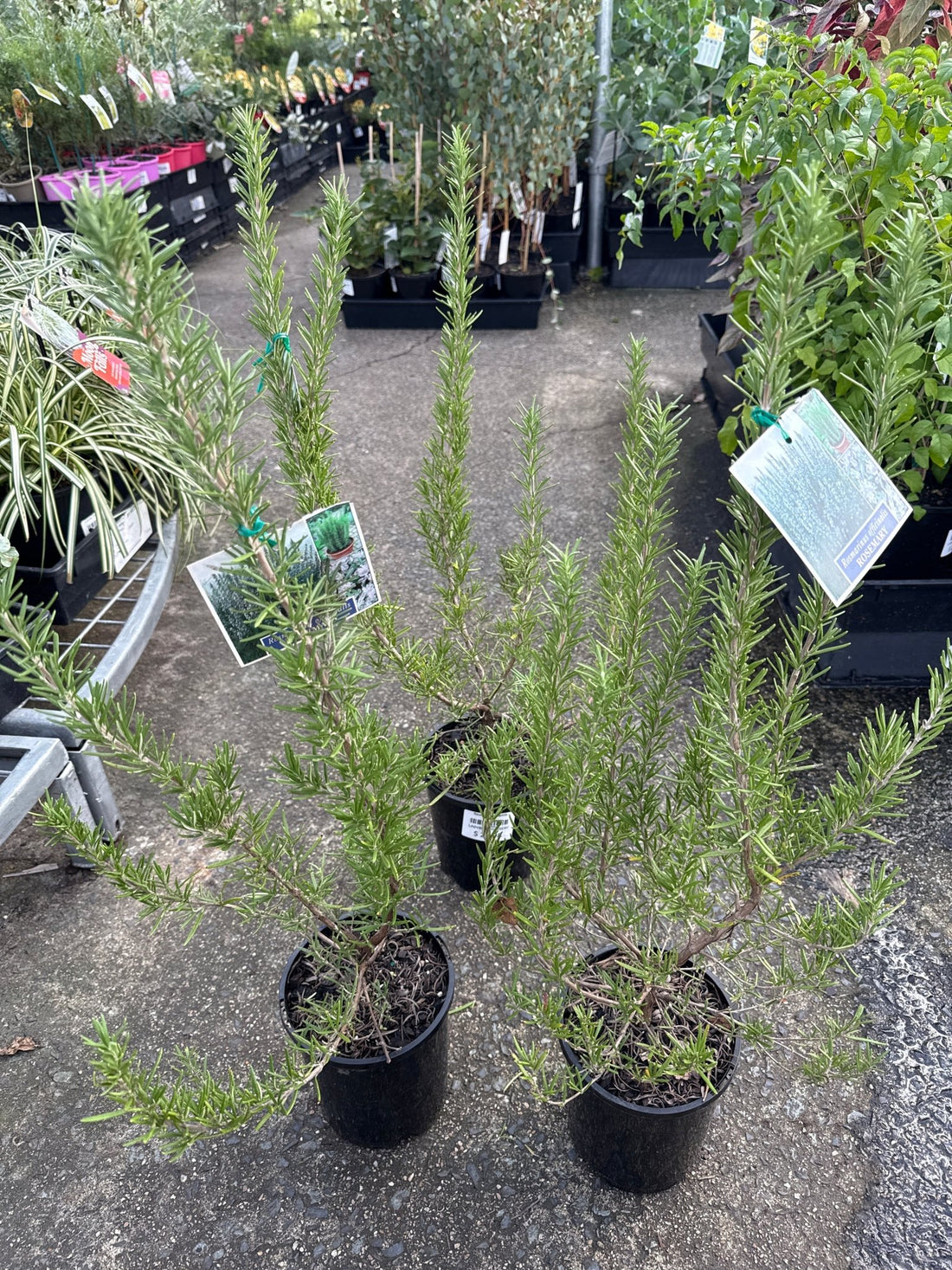Rosemary ‘Lamb Roast’ - Ladybird Nursery