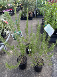 Rosemary ‘Lamb Roast’ - Ladybird Nursery