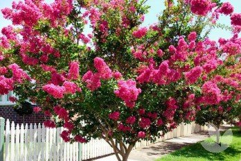 Crepe Myrtle Tree Form x fauriei Sioux (Lagerstroemia indica) - Ladybird Nursery