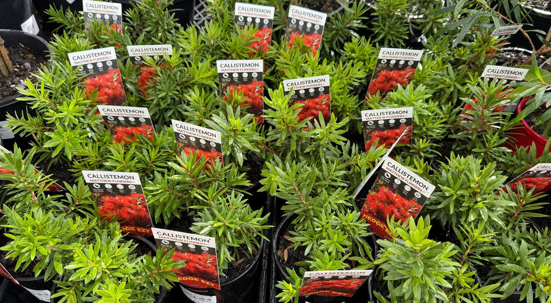 Bottlebrush Matthew Flinders (Callistemon) - Ladybird Nursery