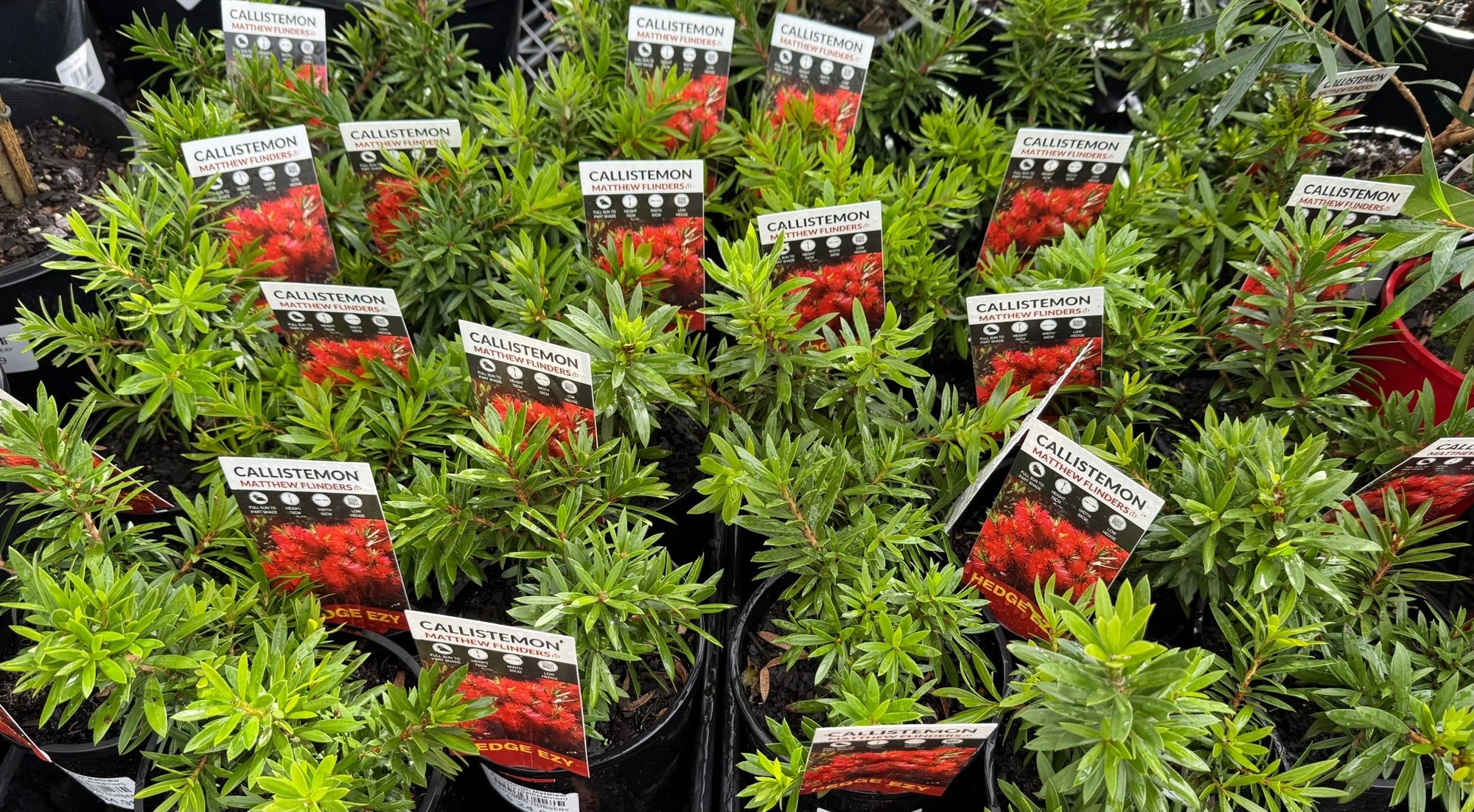 Bottlebrush Matthew Flinders (Callistemon) - Ladybird Nursery