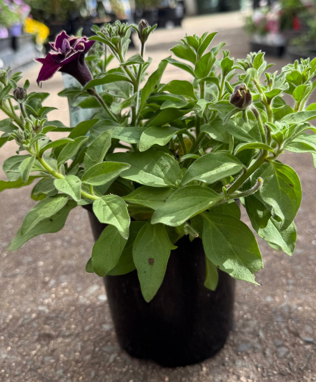 Petunia 'Velvet Champagne' - Ladybird Nursery